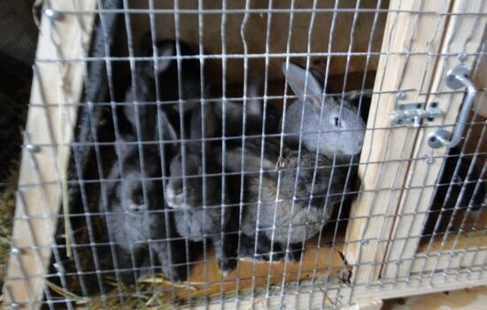 And as an experiment, 17 rabbits were purchased. They are kept in the cells of our own production inside the calf pen.