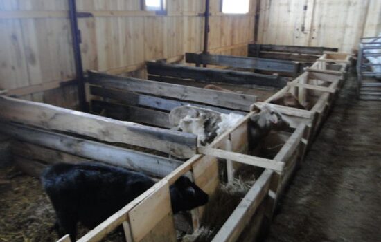 We brought in 8 calves of Simmental breed. In the future, we plan to increase the livestock.