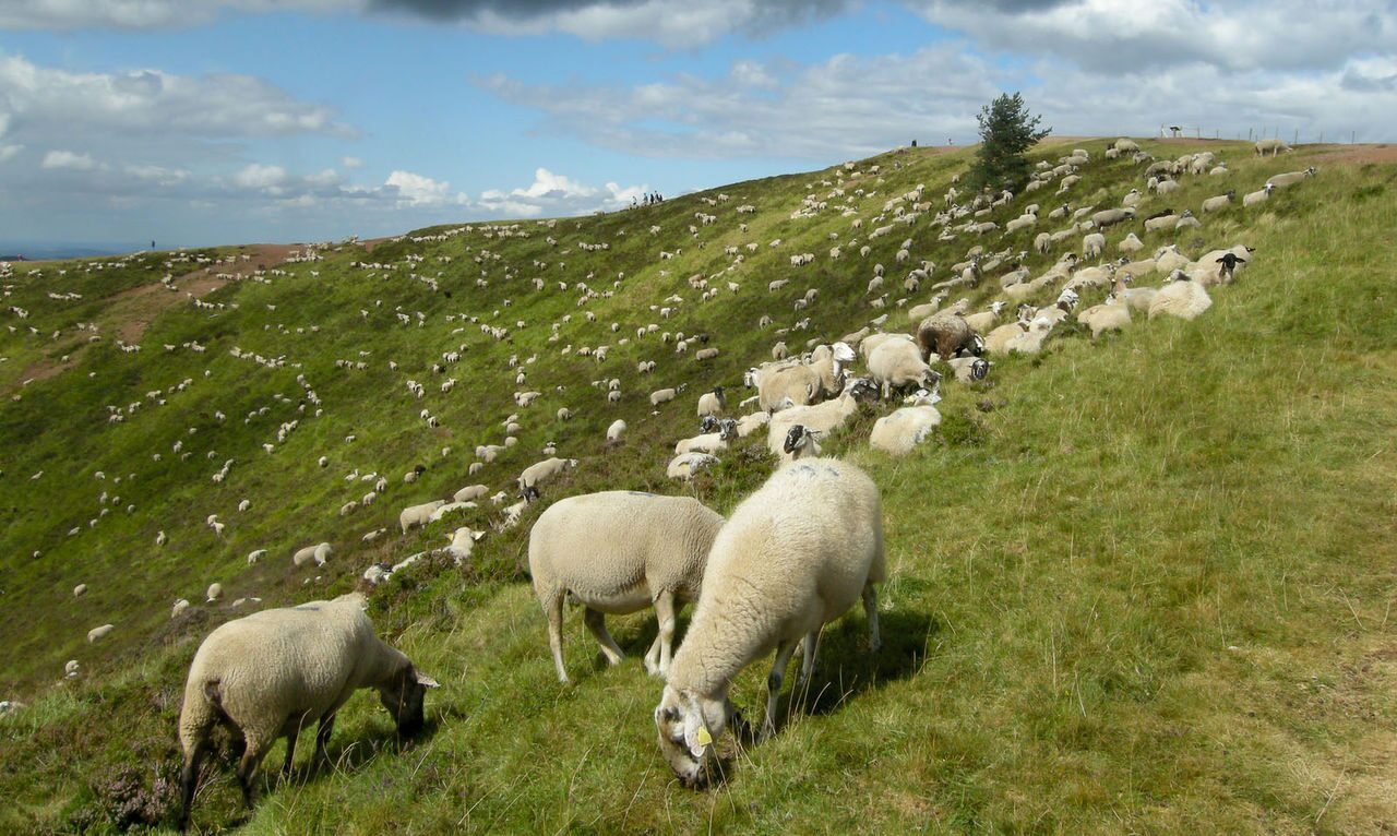 Купить алтайских овец. Сибирская мясная порода овец. Овцеводство Западная Сибирь. Западно Сибирская порода овец. Западно-Сибирская мясная порода овец.